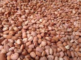 Drum Beans