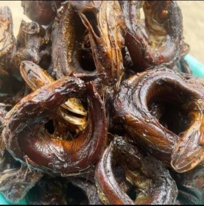 PANLA FISH