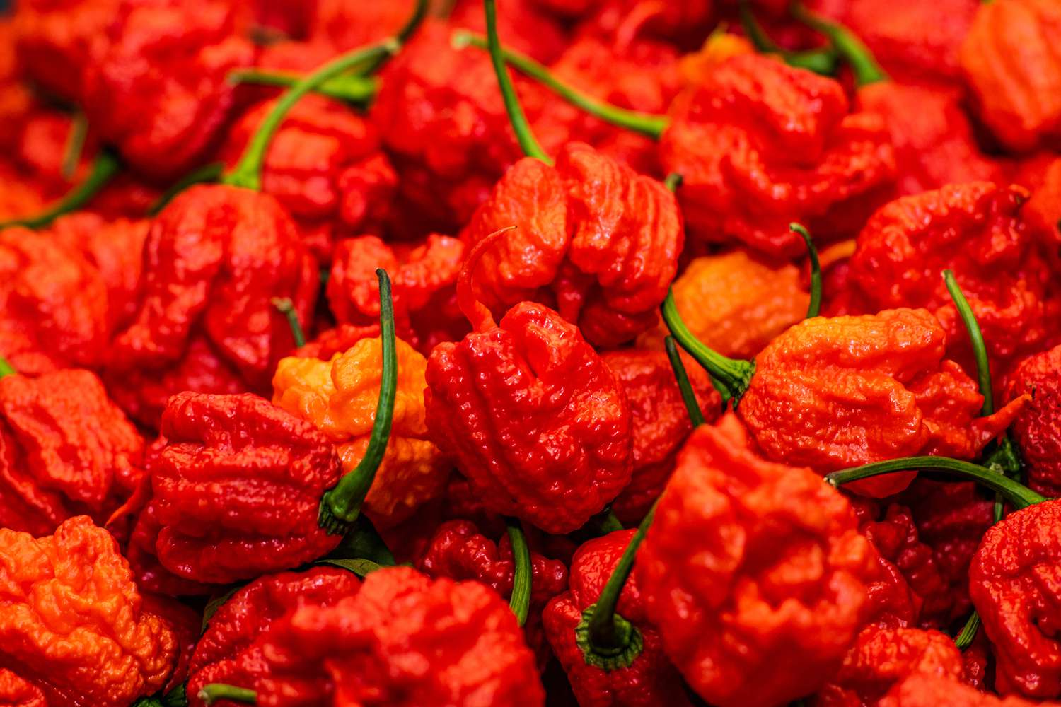 Carolina Reapers (Very Hot Pepper)