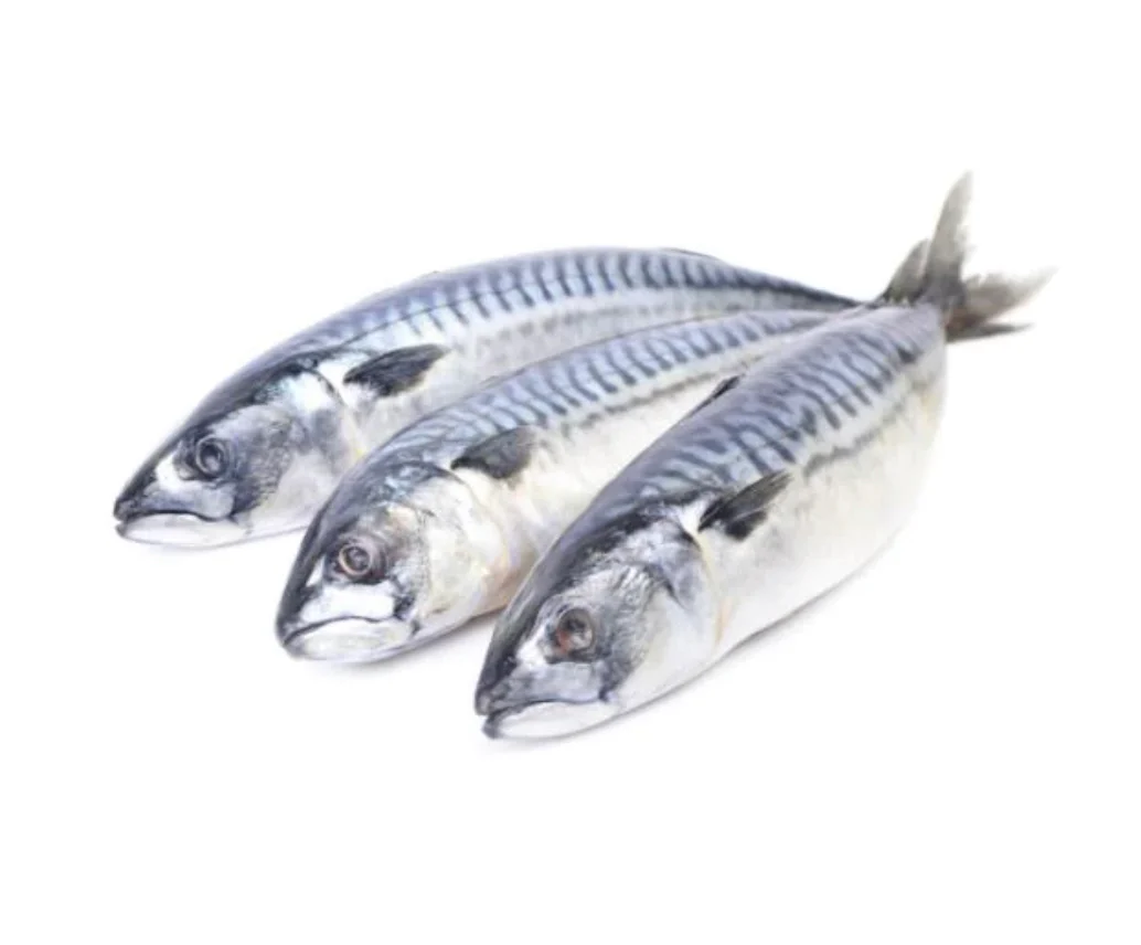 Iceland Mackerel Fish